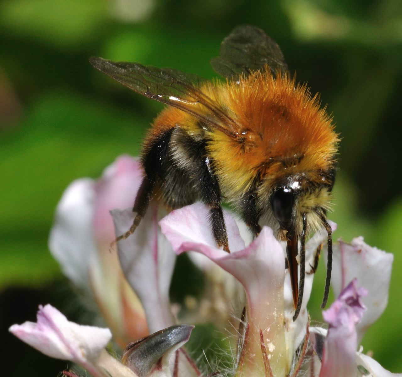 Bombus cfr Pascuorum